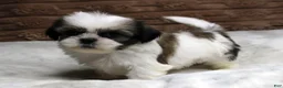 Shih Tzu dogs for sale: Ollie - Ad 4