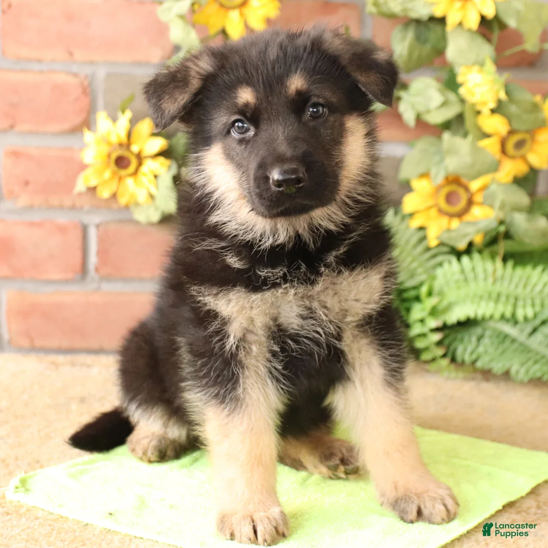 Gallery Image {{count}}