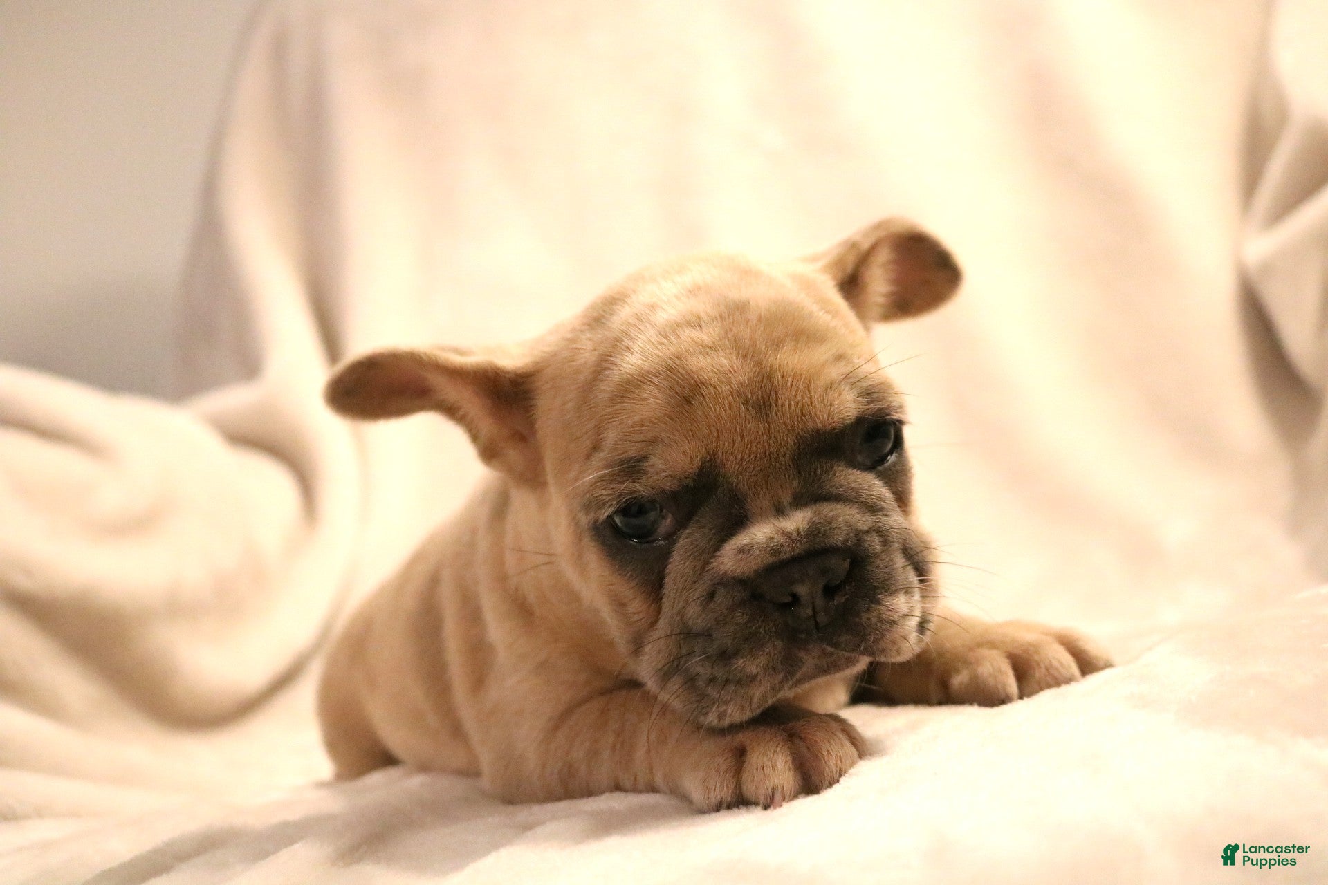 French Bulldog dogs for sale: Moose - Ad 3