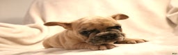 French Bulldog dogs for sale: Moose - Ad 1