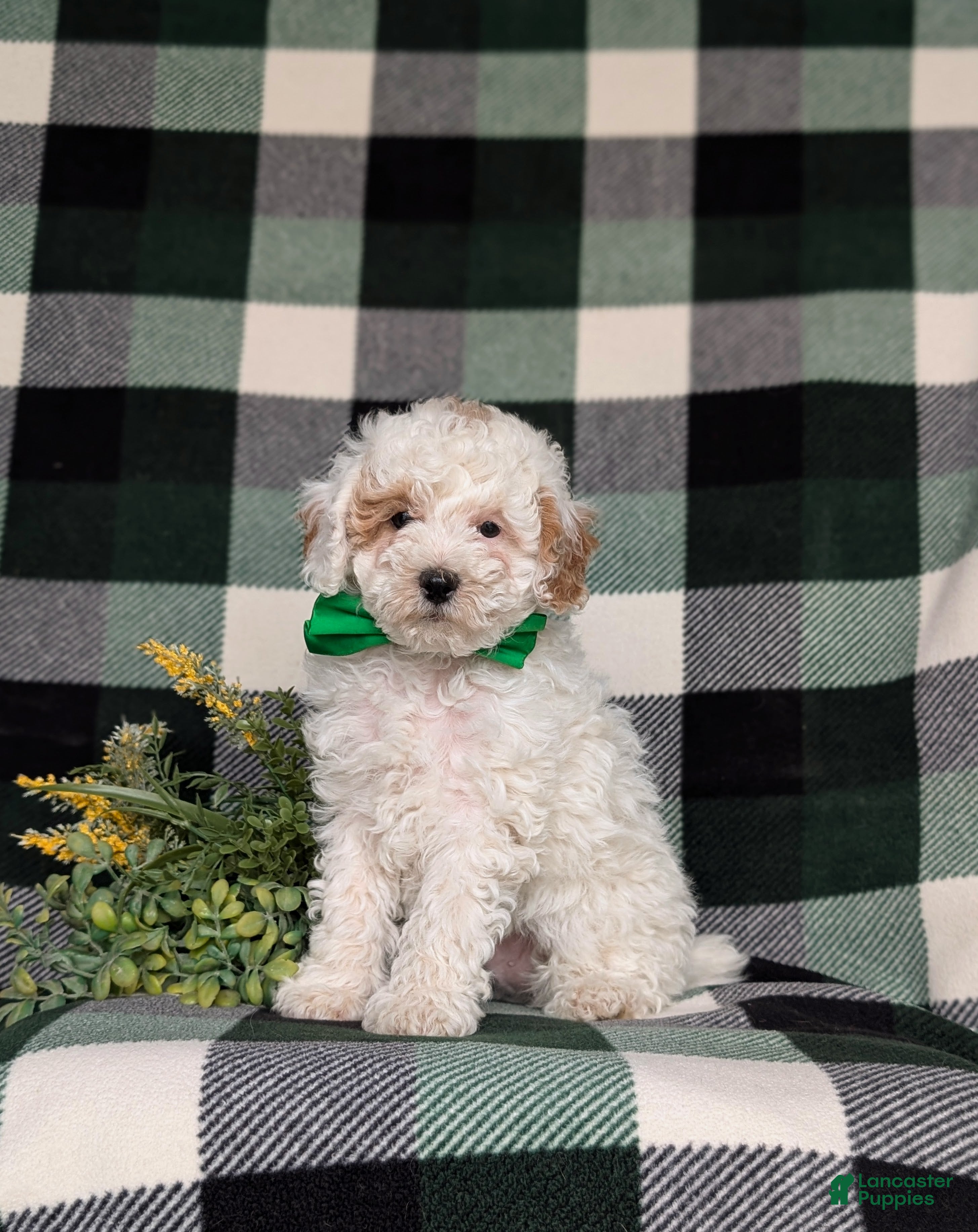 Miniature Poodle dogs for sale: Nyko - Ad 4