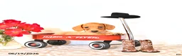 Miniature Dachshund dogs for sale: Shawn  - Ad 3