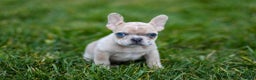 French Bulldog dogs for sale: Fern - Ad 10