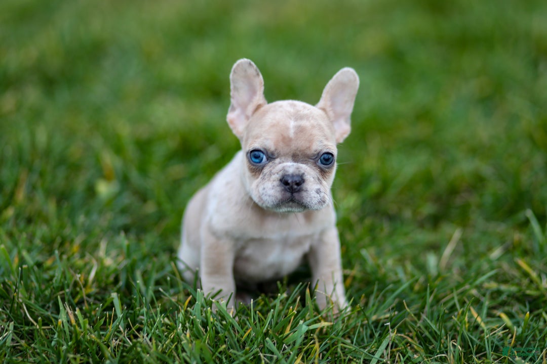 French Bulldog dogs for sale: Fern - Ad 10
