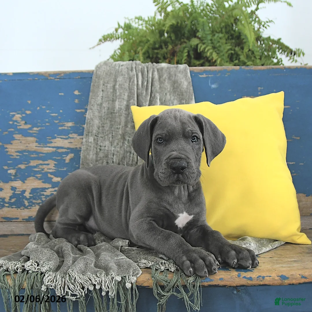 Great Dane dogs for sale: Apollo - Ad 4