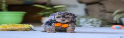 Miniature Poodle dogs for sale: Carter - Ad 1
