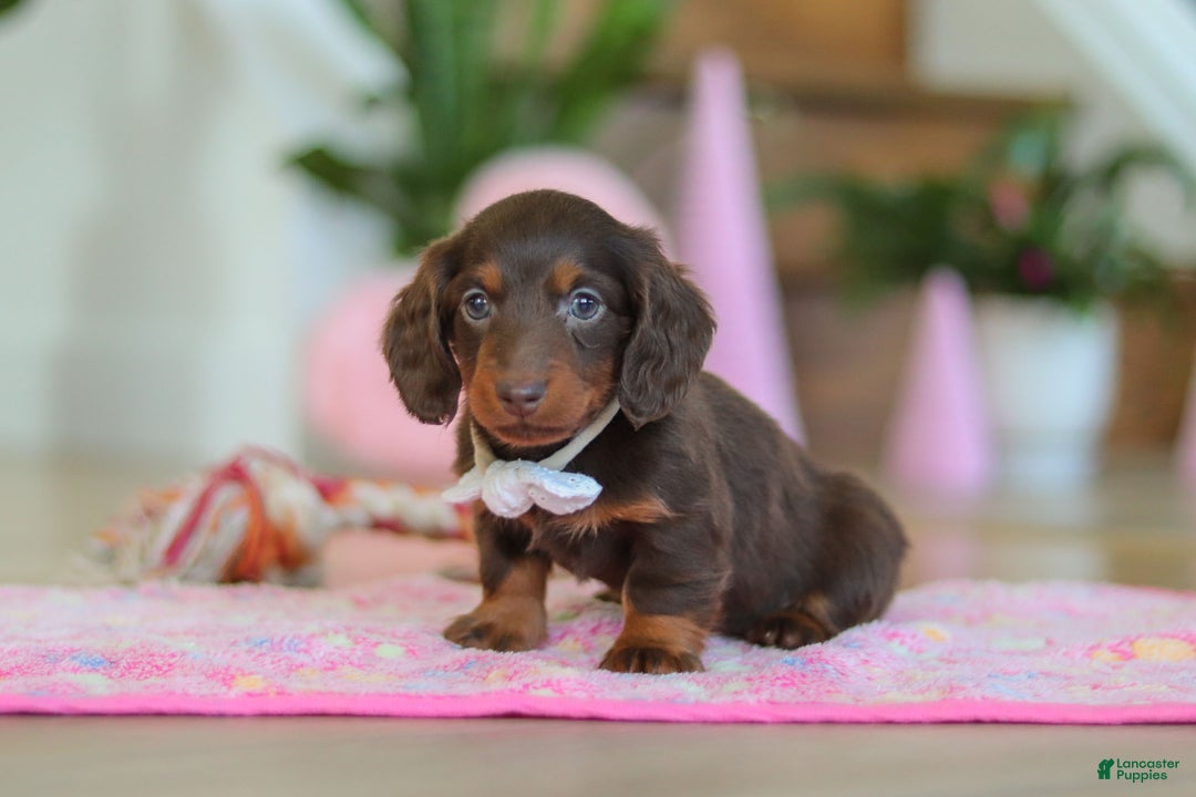 Miniature Dachshund dogs for sale: Skye - Ad 9