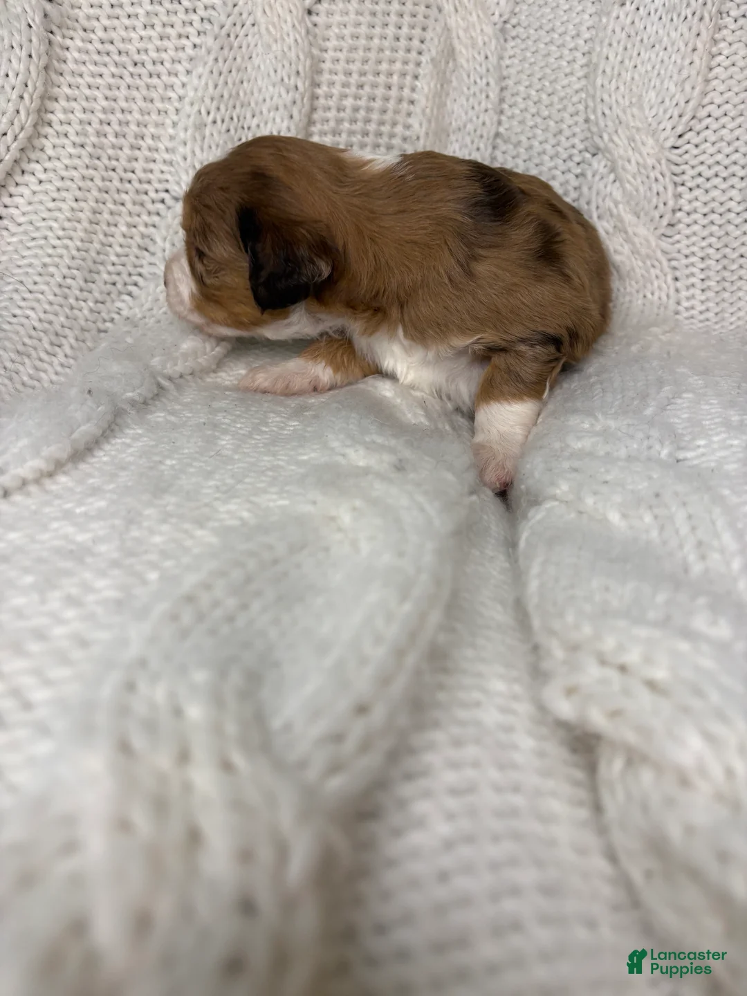 Mini Aussiedoodle dogs for sale: Mini Aussiedoodle Puppy 2 - Ad 3