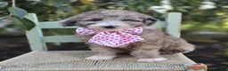 Sheepadoodle dogs for sale: Holly - Ad 5