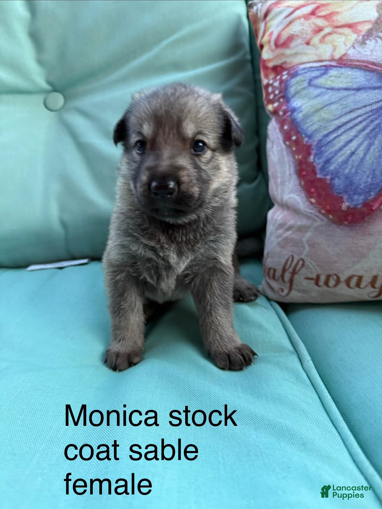 German Shepherd dogs Monica  - Ad 2
