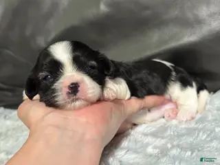 Cavapoo dogs Bella - Ad 42