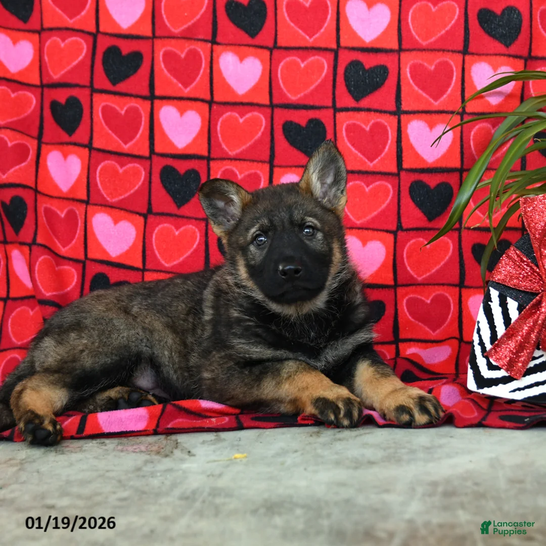 German Shepherd dogs for sale: Queeny - Ad 2