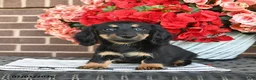 Miniature Dachshund dogs for sale: Trixie  - Ad 4