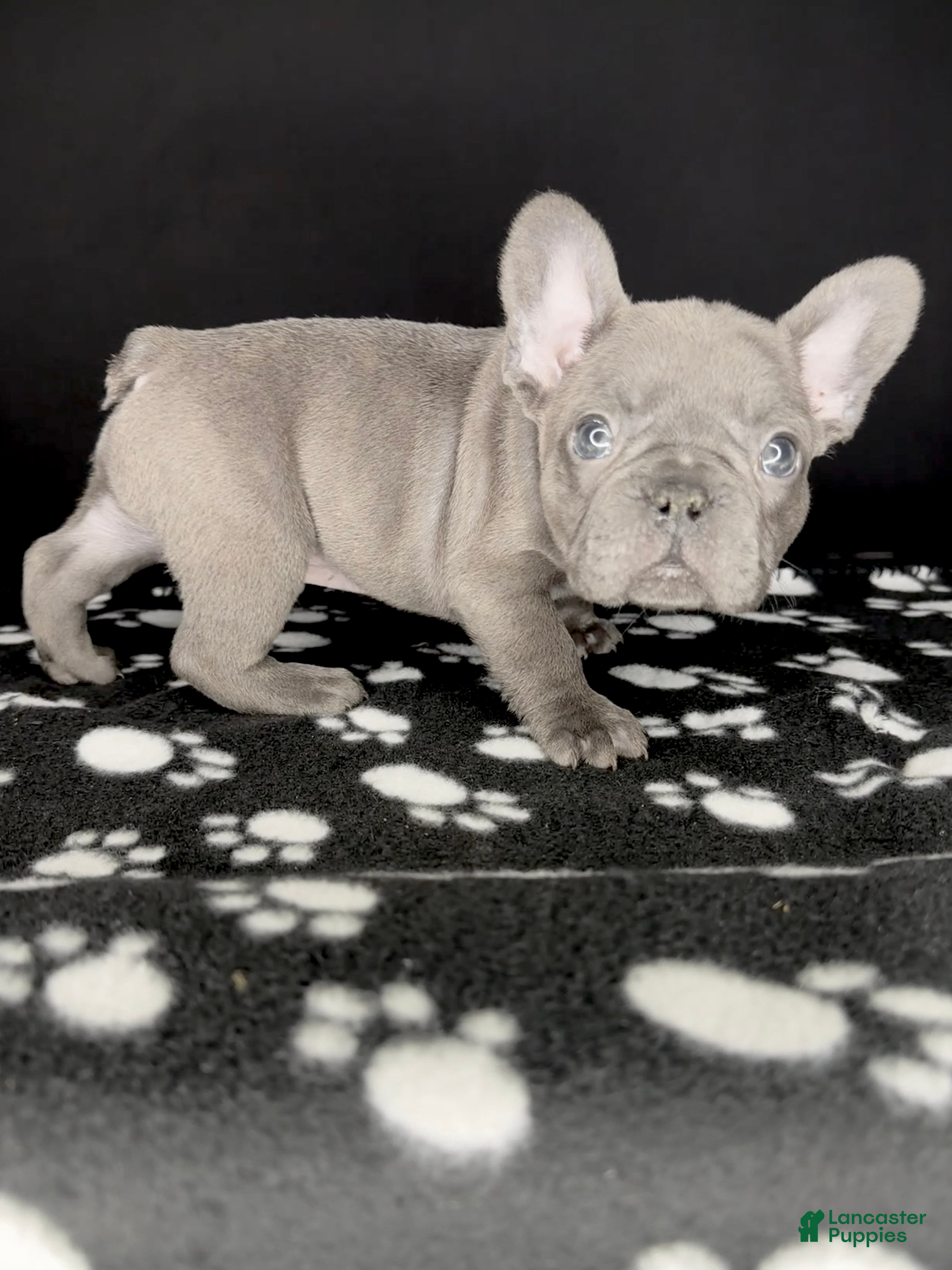 French Bulldog dogs HERMÈZ 💙 - Ad 2