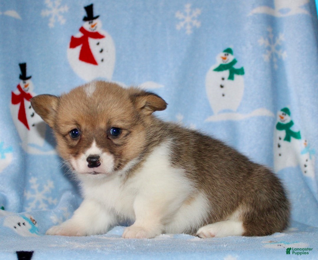 Welsh Corgi Pembroke dogs for sale: Molly - Ad 5