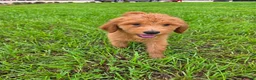 Goldendoodle dogs for sale: Daisy - Ad 3