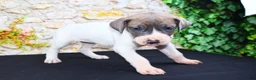 Great Dane dogs for sale: Janie - Ad 15