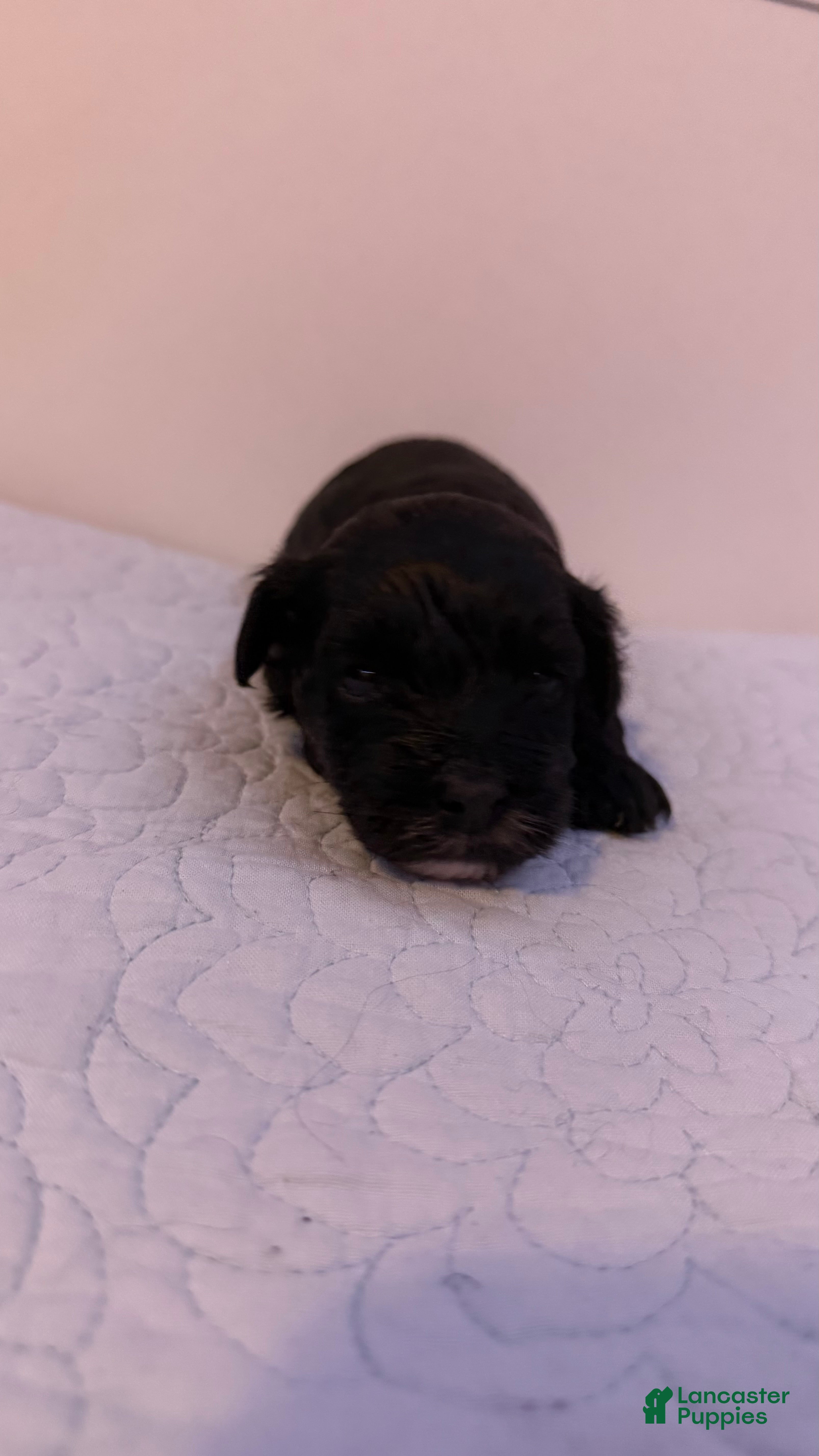 Mini Bernedoodle dogs Mini Poodle Puppy 5 - Ad 11