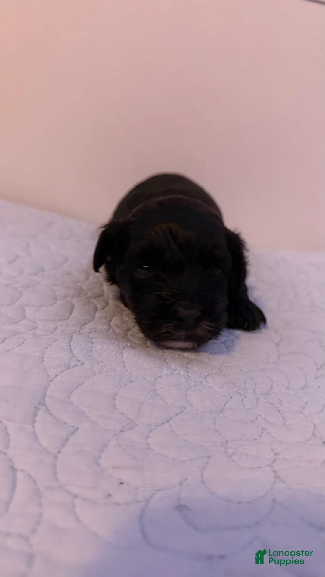 Mini Bernedoodle dogs for sale: Mini Poodle Puppy 5 - Ad 1