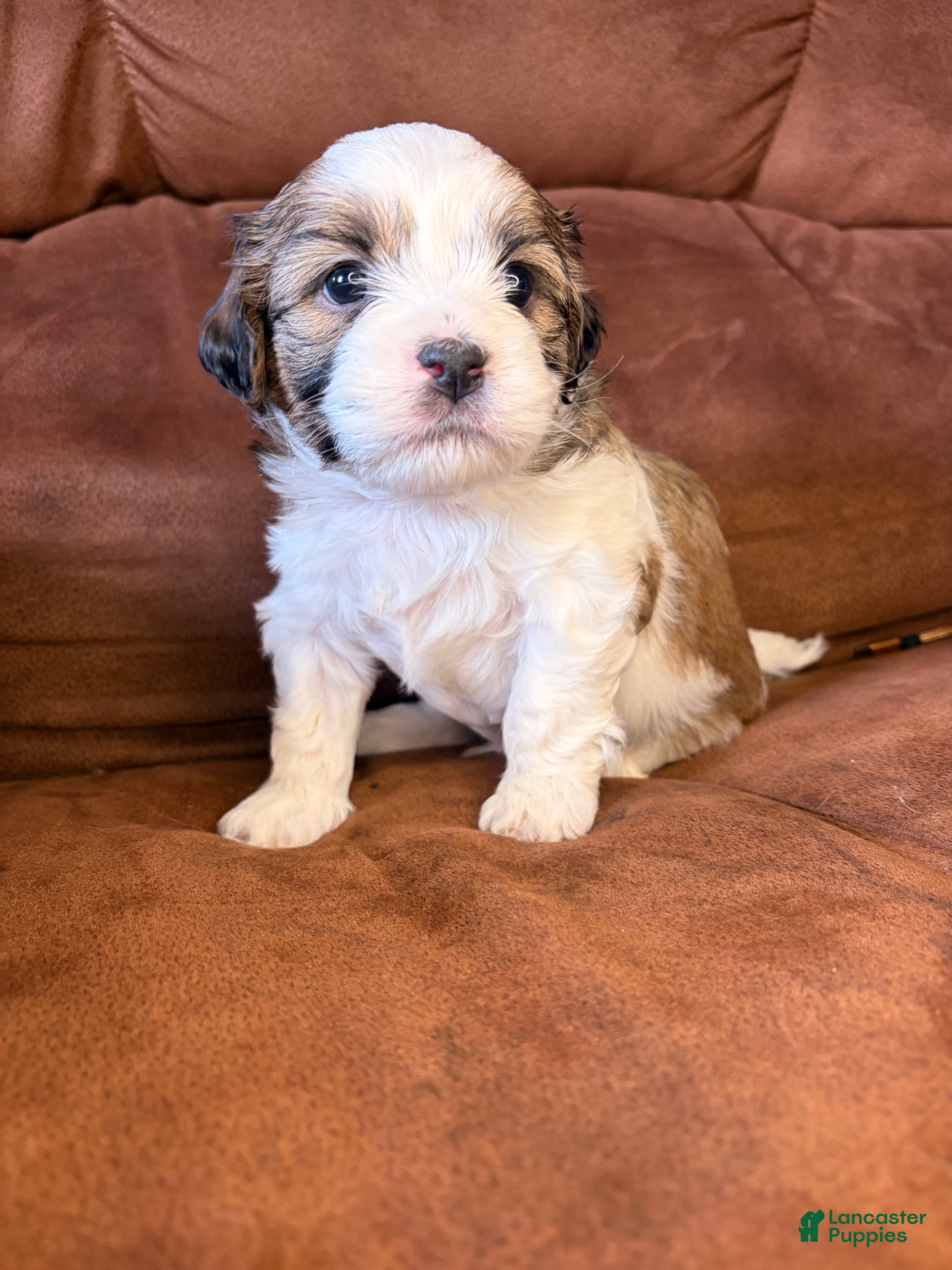 Mixed Breed dogs Teddy - Ad 17