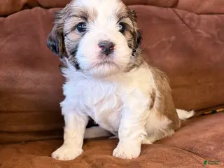Mixed Breed dogs Teddy - Ad 17