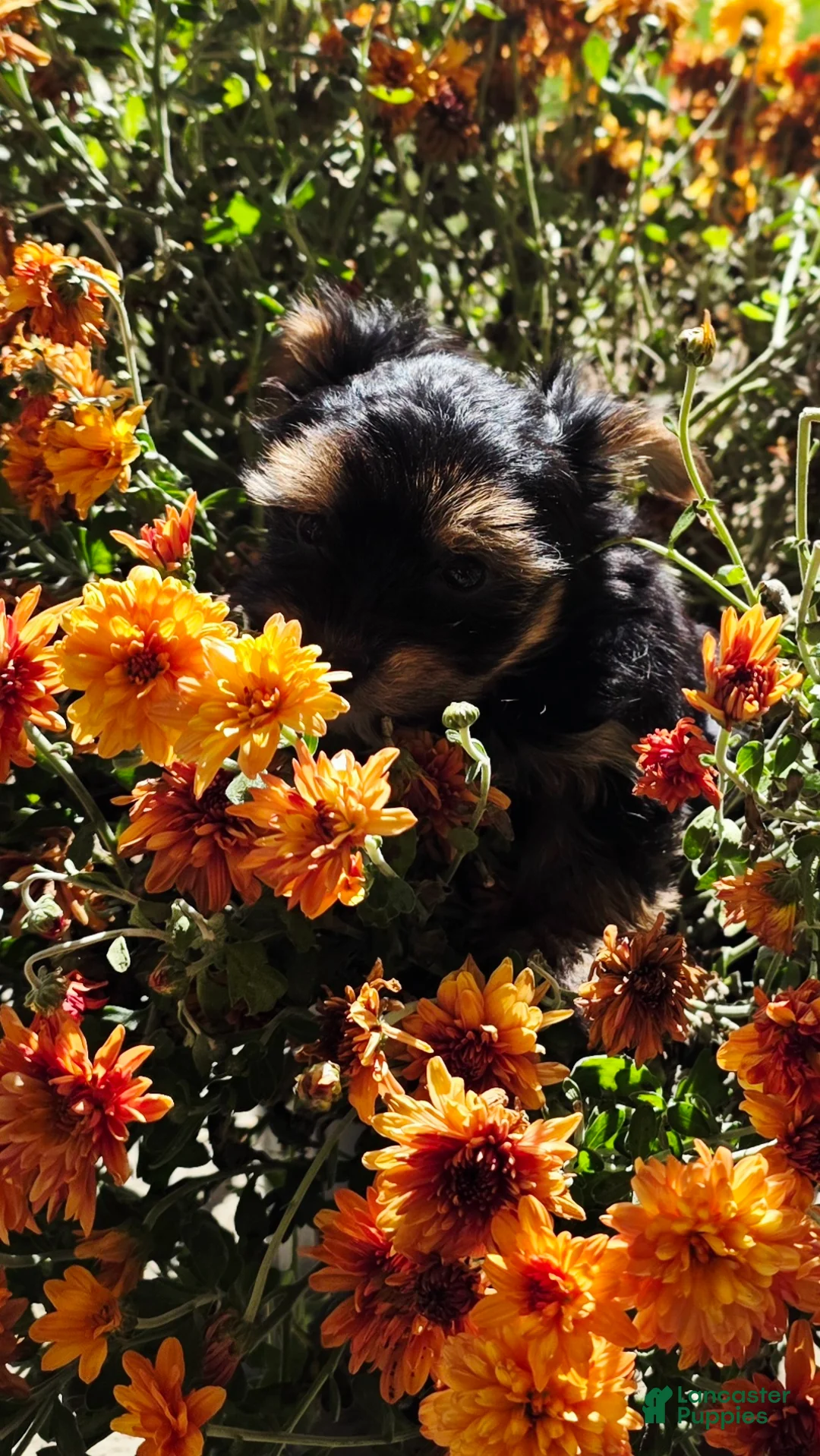 Yorkshire Terrier dogs for sale:  Malachi  - Ad 8
