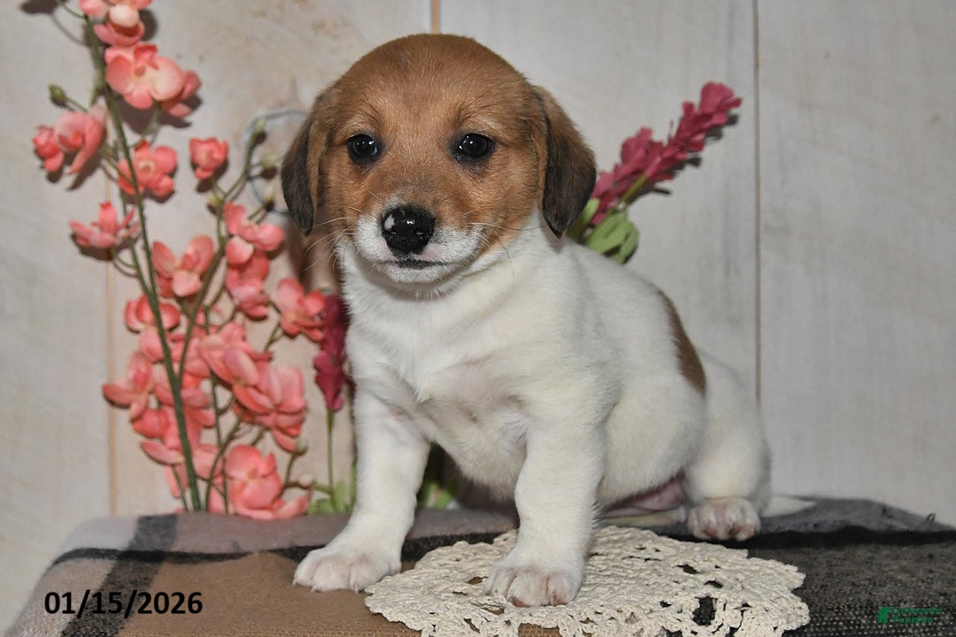 Mixed Breed dogs for sale: Millie - Ad 3