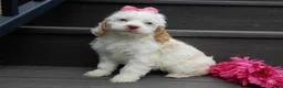 Cockapoo dogs for sale: Maci - Ad 5