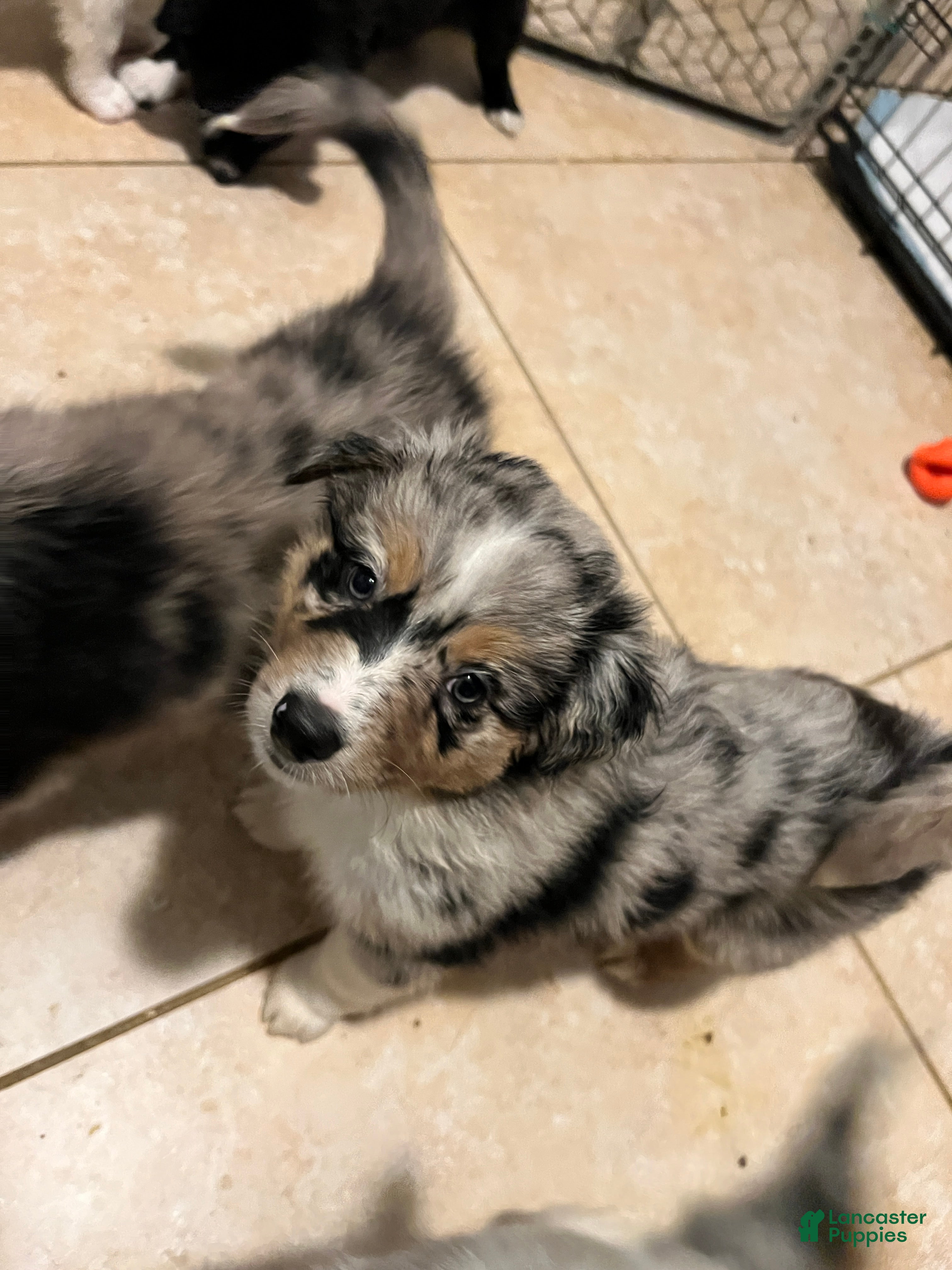 Mixed Breed dogs Yellow - Ad 36