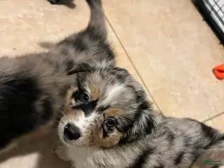 Mixed Breed dogs Yellow - Ad 36