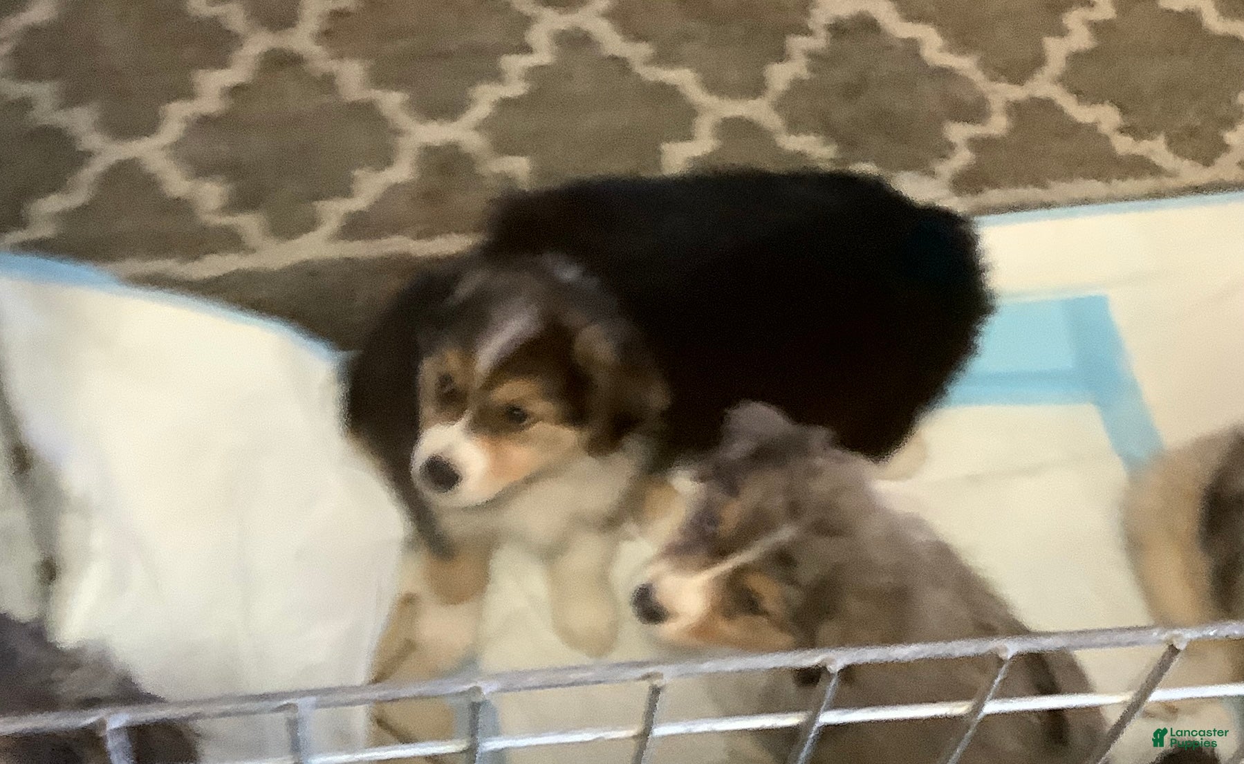 Australian Shepherd dogs Stanley - Ad 19