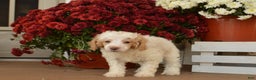 Toy Poodle dogs for sale: Flash - Ad 3