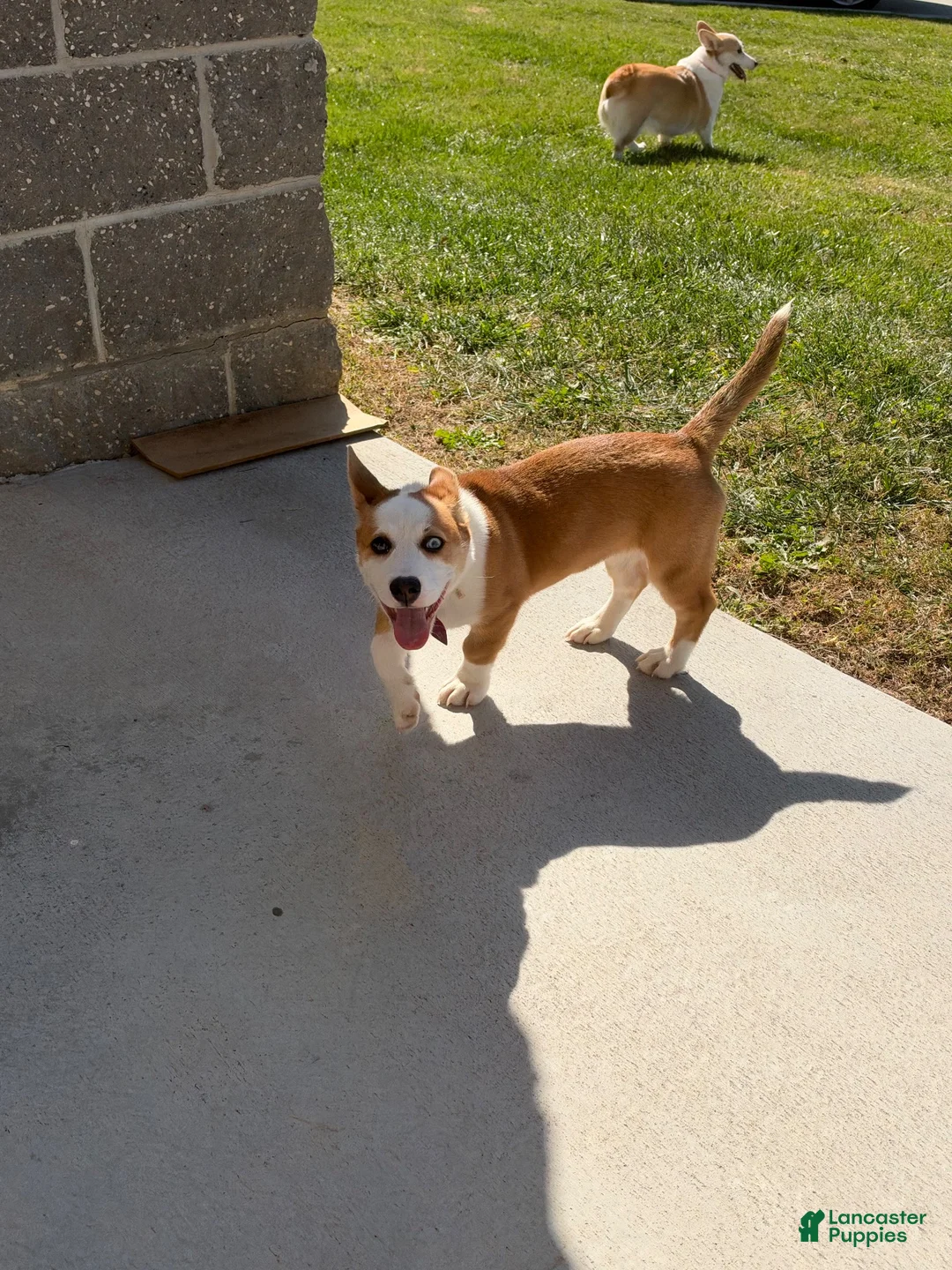 Welsh Corgi Pembroke dogs for sale: Welsh Corgi Pembroke  - Ad 9