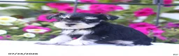 Miniature Schnauzer dogs for sale: Carmel - Ad 4