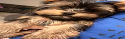 Yorkshire Terrier dogs for sale: Yorkshire Terrier 1 - Ad 4