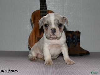 Frenchton dogs Autumn - Ad 39