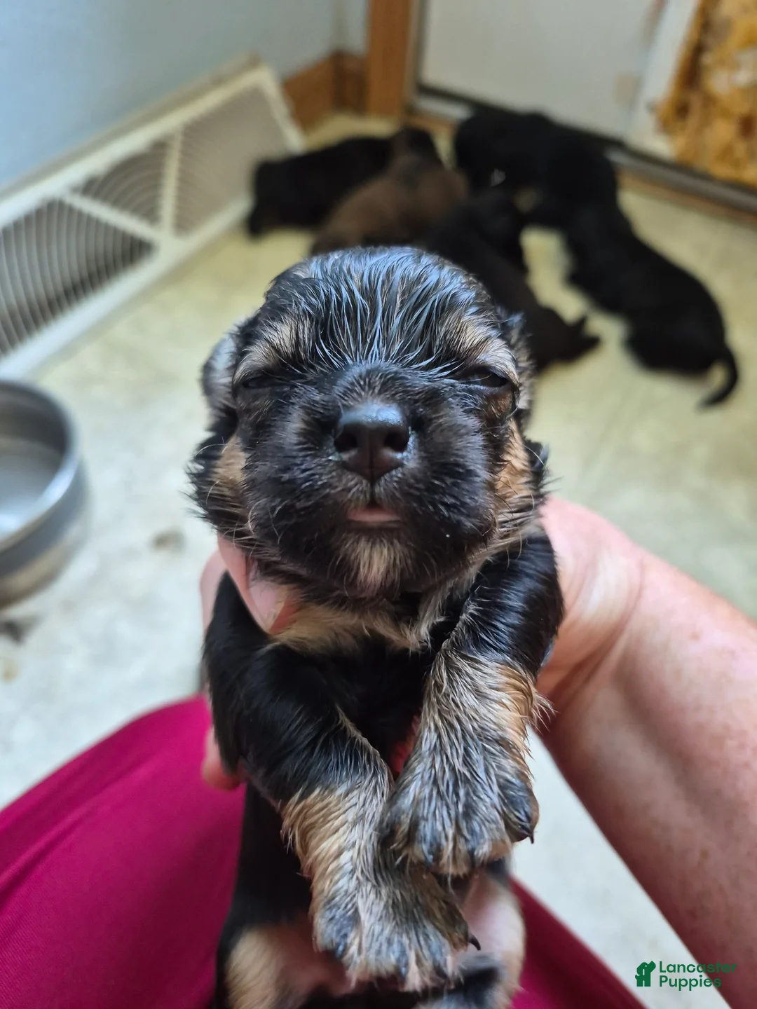 Mixed Breed dogs for sale: Mixed Breed 7 - Ad 2