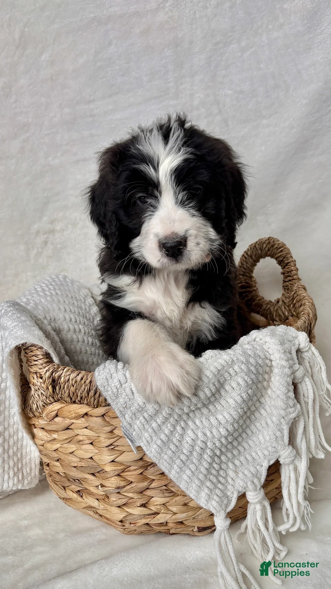 Bernedoodle dogs for sale: Milo - Ad 9