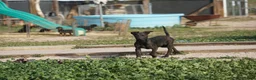 Dutch Shepherd dogs for sale: Dutch black brindle F - Ad 9