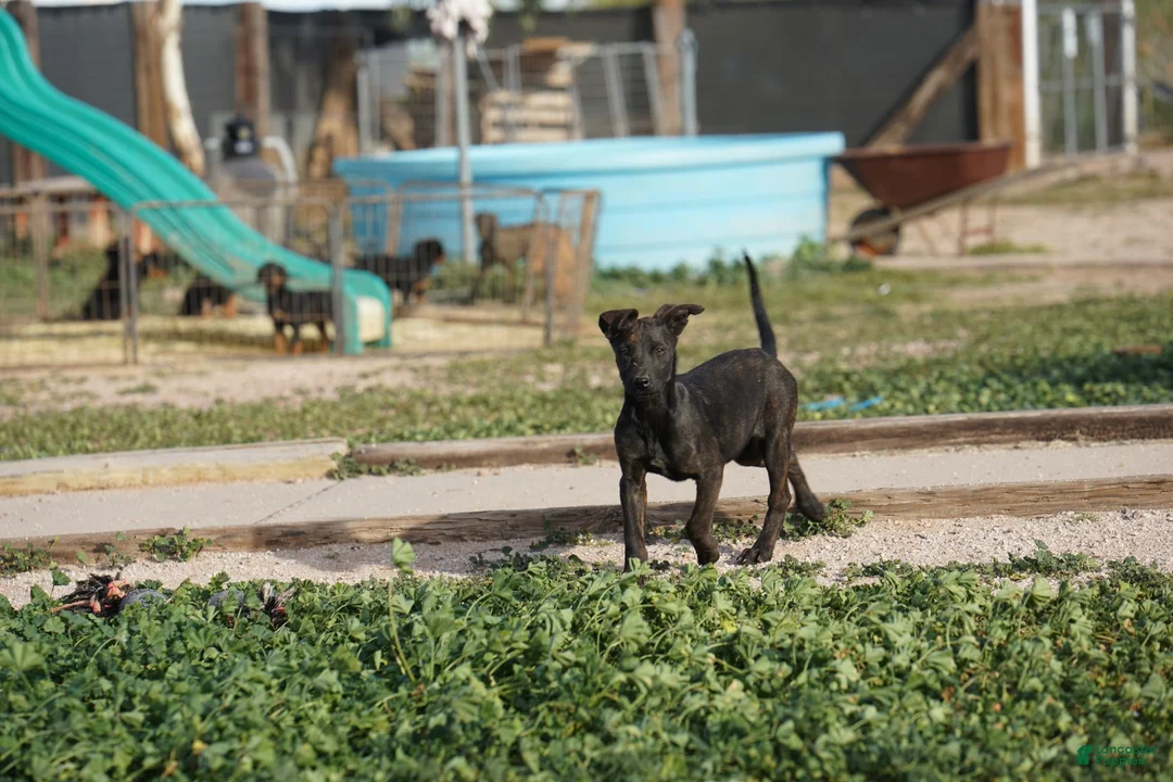 Dutch Shepherd dogs for sale: Dutch black brindle F - Ad 9