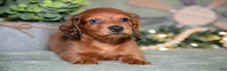 Miniature Dachshund dogs for sale: Fido - Ad 2