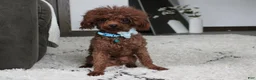 Maltipoo dogs for sale: Kirian  - Ad 7