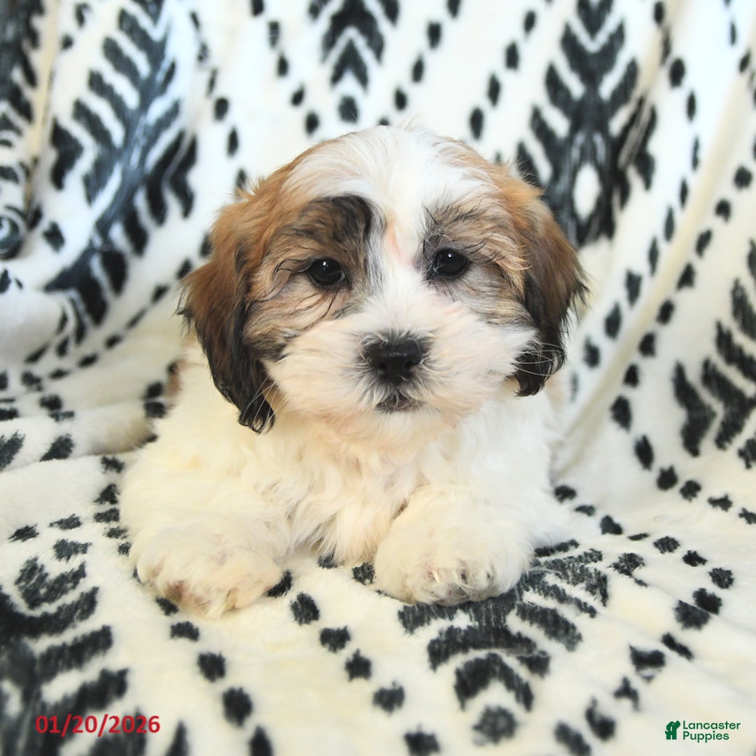 Teddy Bear dogs for sale: Riley - Ad 3