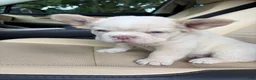French Bulldog dogs for sale: French Bulldog 7 - Ad 3