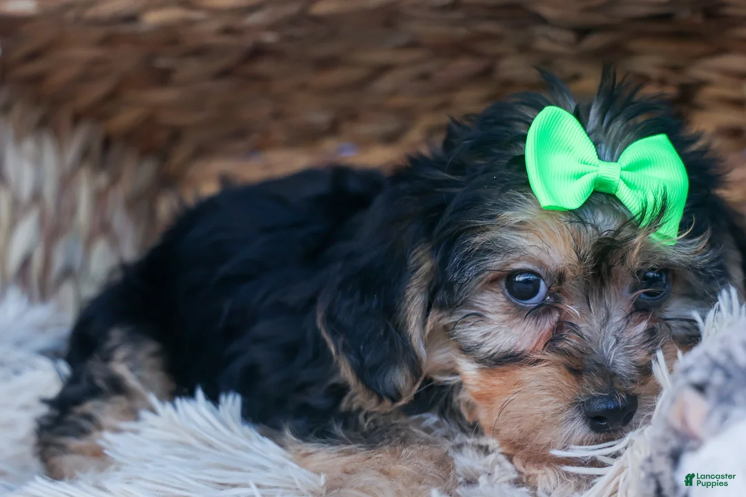 Yochon dogs for sale: MERLE - Ad 2