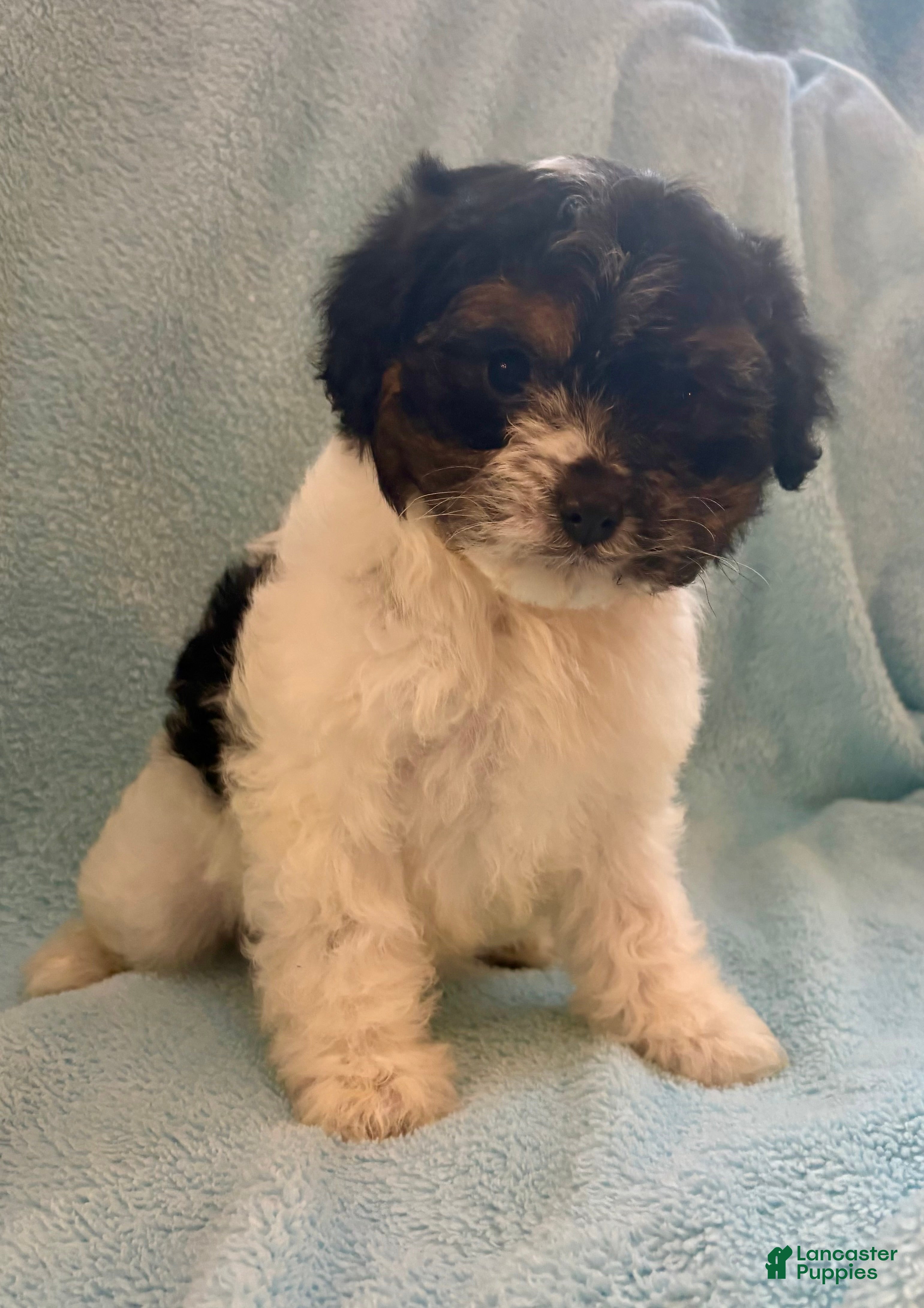 Cavapoo dogs for sale: Cavapoo Puppy 1 - Ad 1