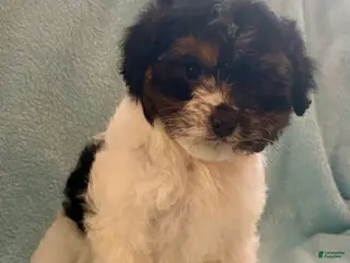 Cavapoo dogs for sale: Cavapoo Puppy 1 - Ad 1