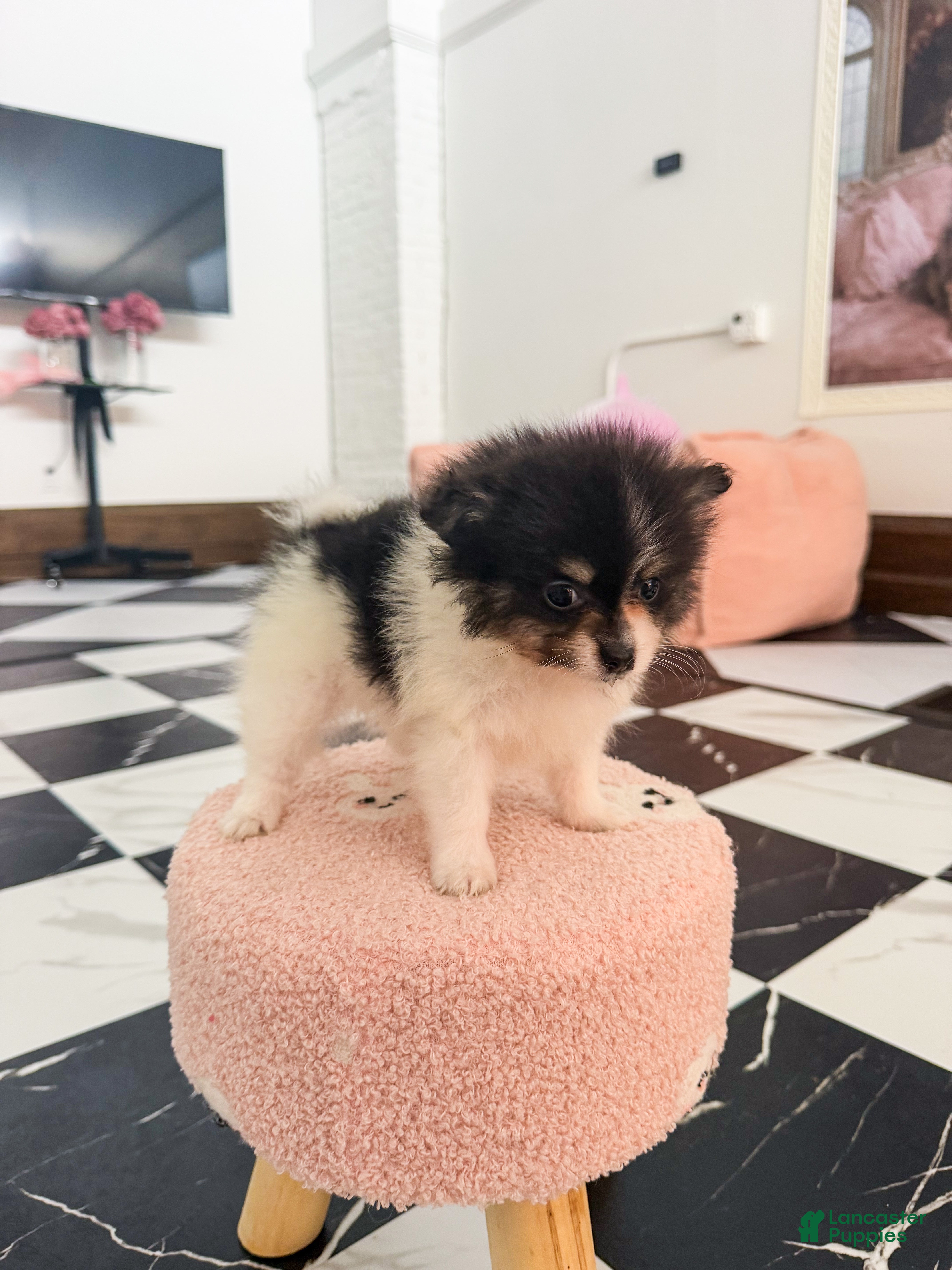 Pomeranian dogs Farrah - Ad 2