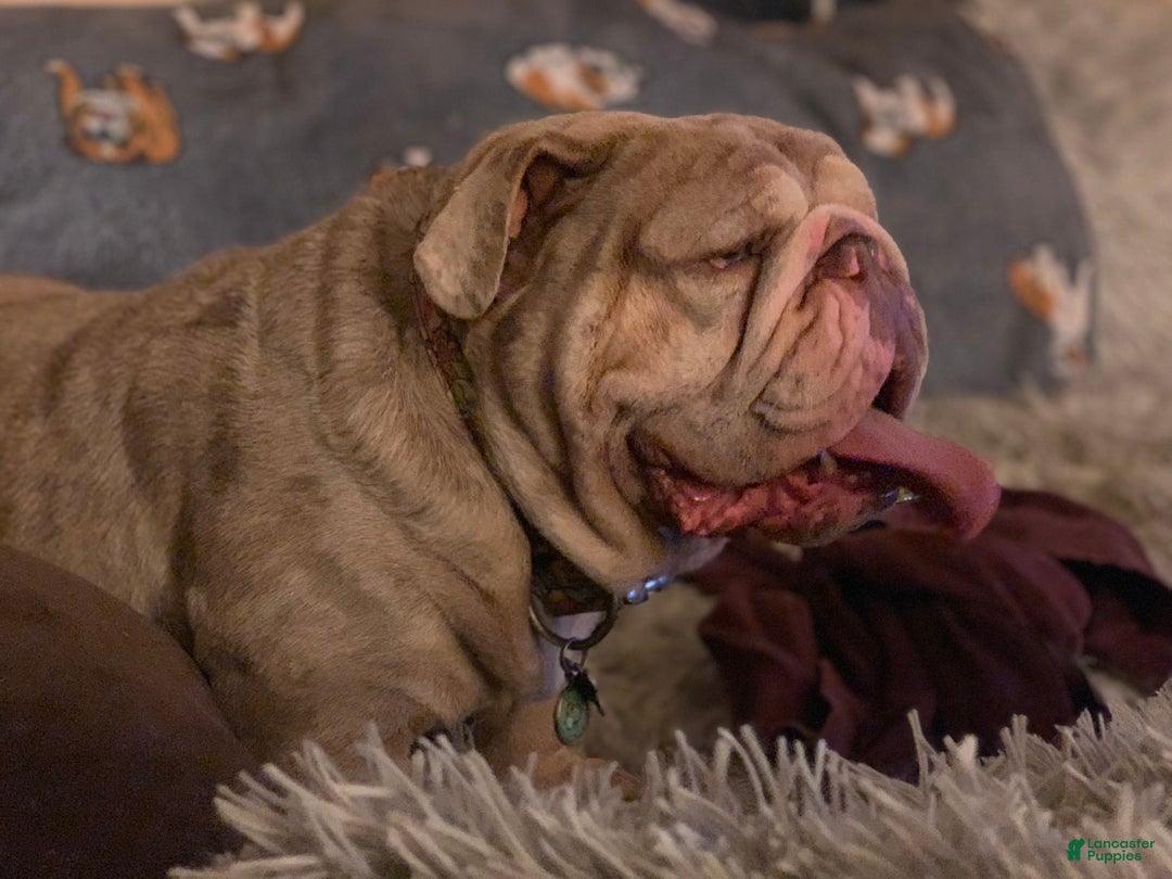 Old English Sheepdog dogs for stud: Skydrives Yoshi - Image 3