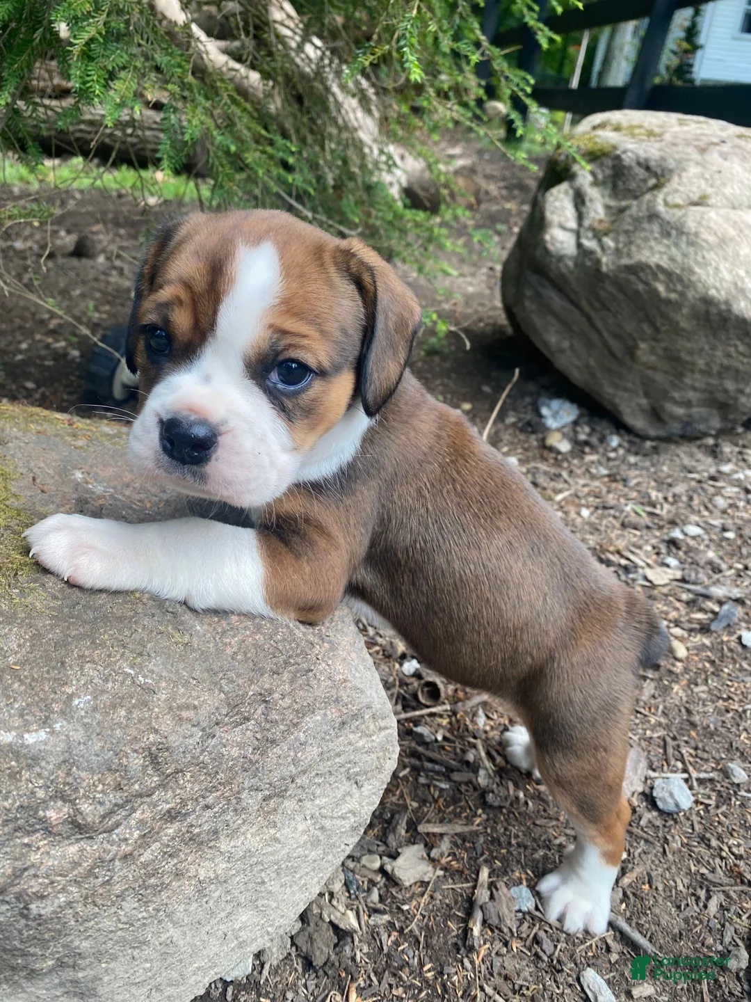 English Bulldog dogs for sale: Mia - Ad 14
